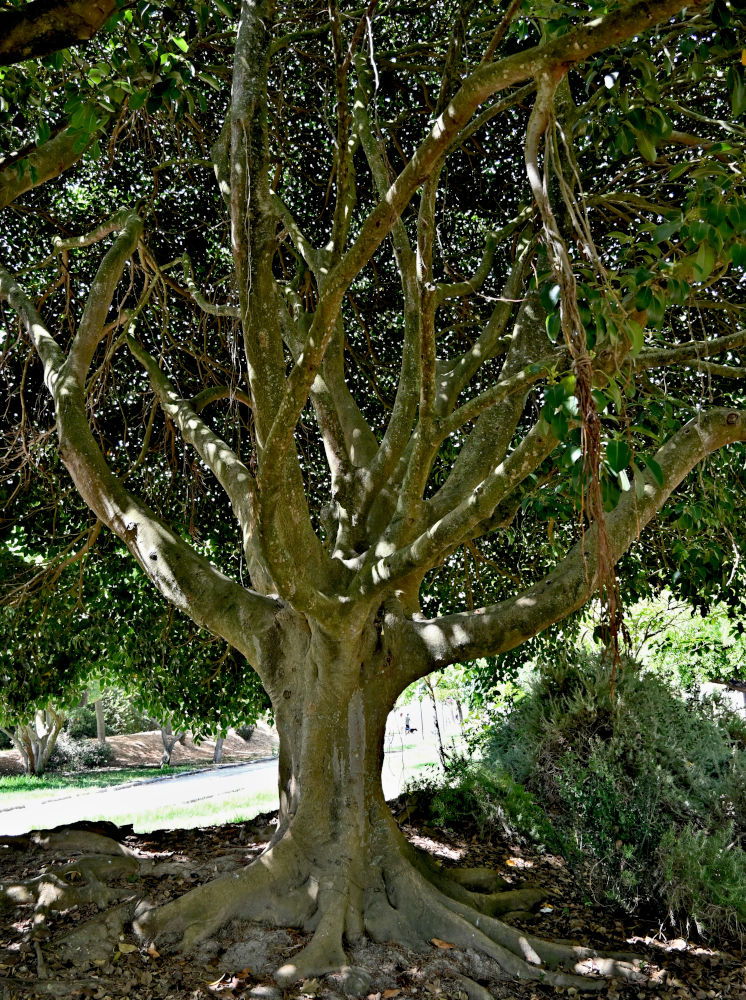 Image of Ficus macrophylla specimen.