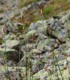 Carex arctisibirica. Верхушки побегов с соцветиями. Полярный Урал, верховья р. Большой Ханмей, нижняя часть склона горы, курумник. 15.08.2026.