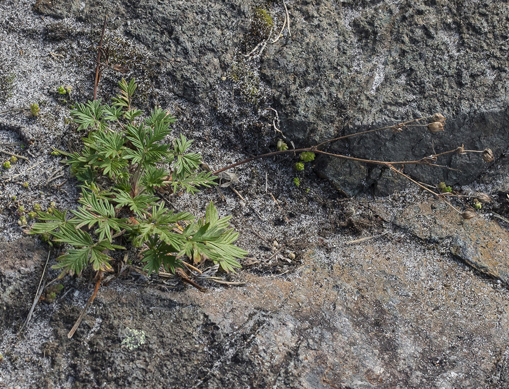 Image of Potentilla arctica specimen.