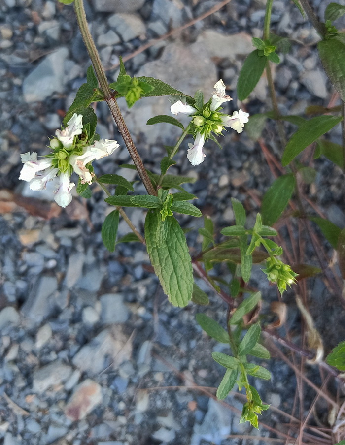 Image of genus Stachys specimen.