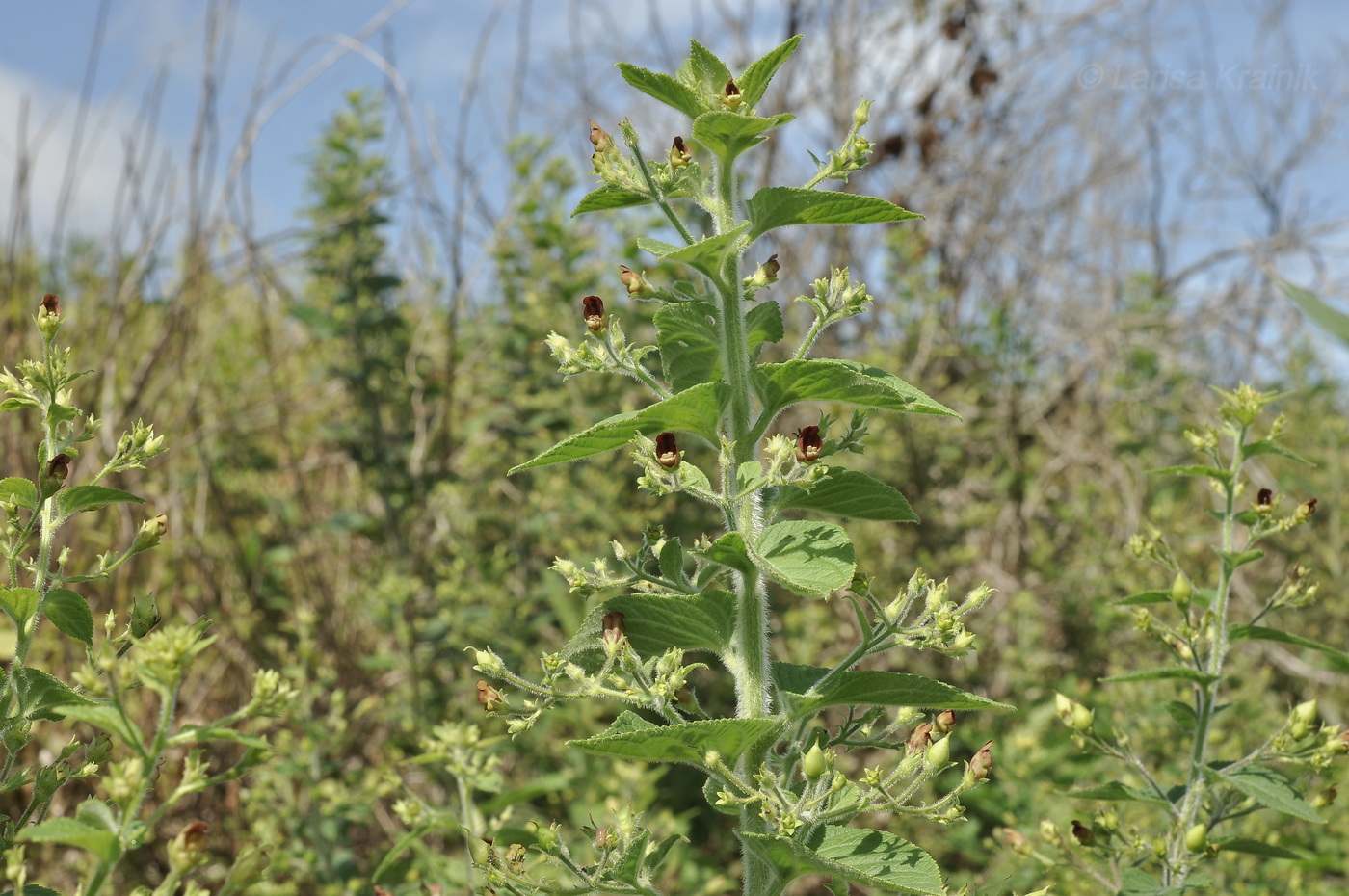 Image of Scrophularia maximowiczii specimen.