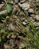Eleocharis palustris. Верхушки цветущих побегов. Хабаровский край, г. Комсомольск-на-Амуре, берег образовавшегося при строительстве дороги техногенного водоёма. 09.07.2026.