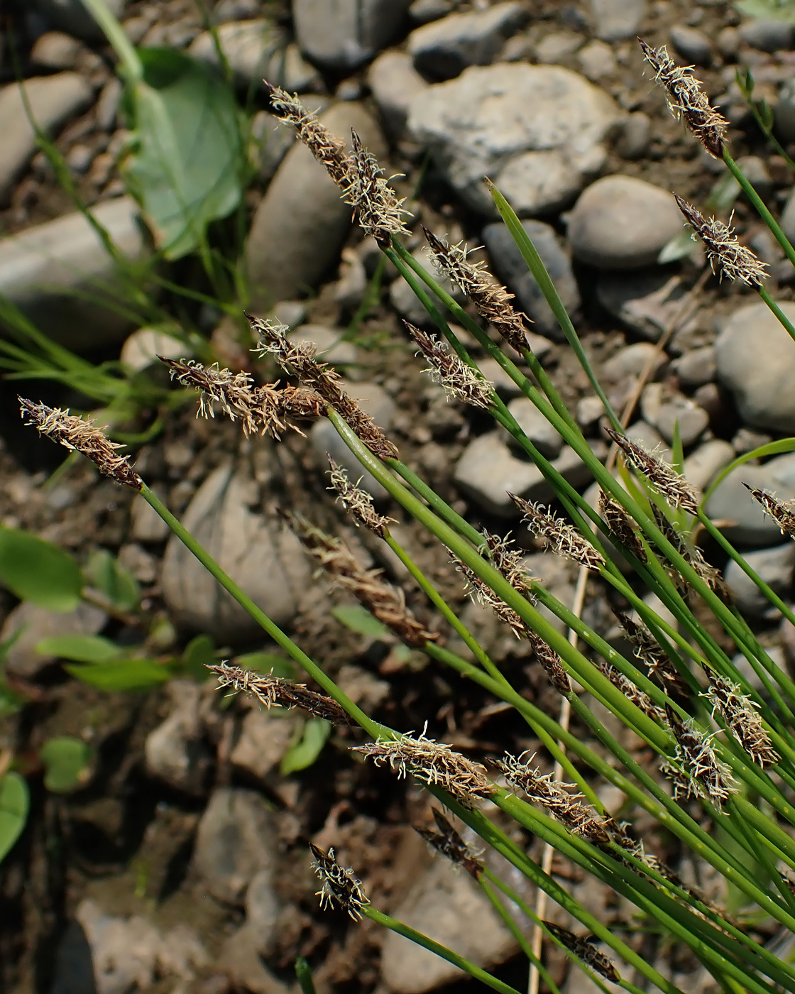 Изображение особи Eleocharis palustris.