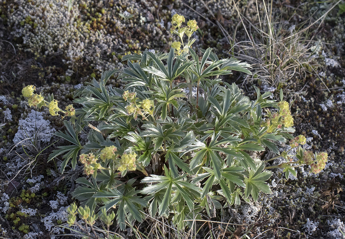 Изображение особи Alchemilla sericea.