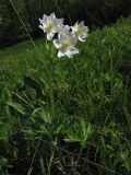 Anemonastrum narcissiflorum