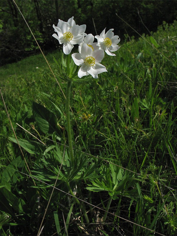 Image of Anemonastrum narcissiflorum specimen.