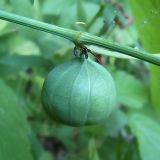 Aristolochia clematitis