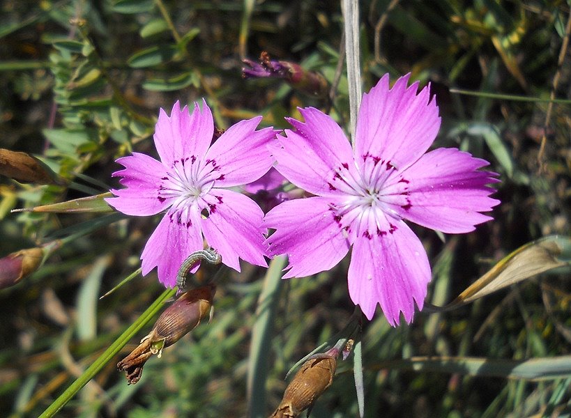 Image of Dianthus versicolor specimen.