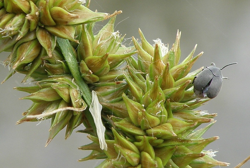 Image of Carex otrubae specimen.