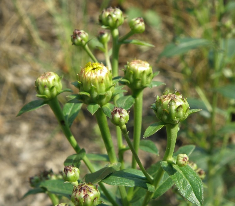 Изображение особи Inula aspera.