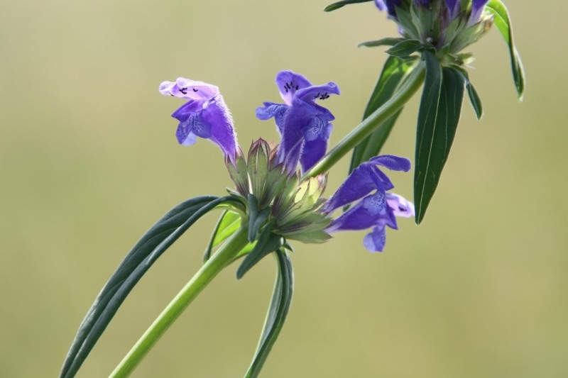 Image of Dracocephalum ruyschiana specimen.