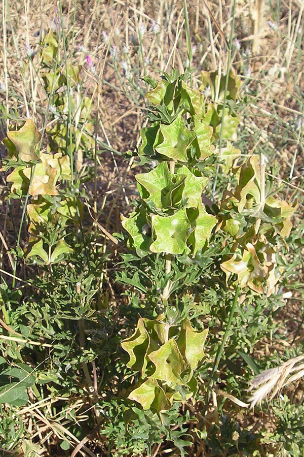 Image of Lagochilus platycalyx specimen.