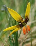 Lilium bosniacum