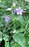 Campanula trachelium. Верхушка цветущего растения. Саратовская обл., Аткарский р-н, пойма р. Медведица, заброшенные дачи. Конец июня 2011 г.