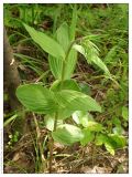 Epipactis helleborine