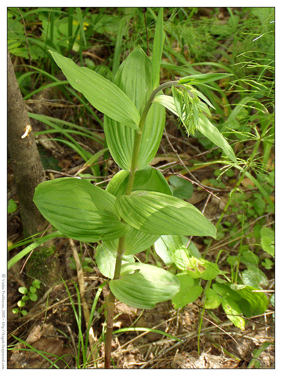 Изображение особи Epipactis helleborine.