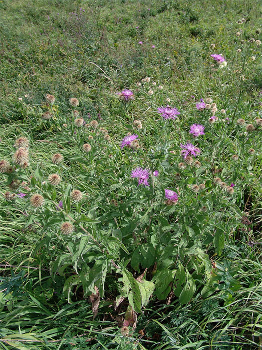 Изображение особи Centaurea abnormis.