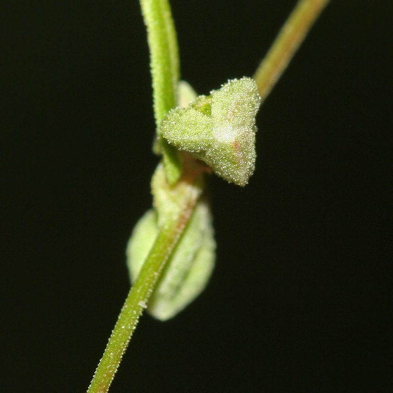 Изображение особи Fallopia convolvulus.