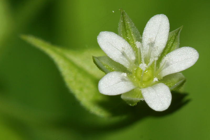 Изображение особи Moehringia trinervia.