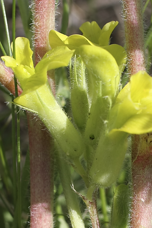 Изображение особи Astragalus ephemeretorum.