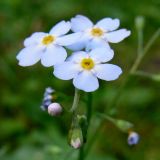 Myosotis palustris. Соцветие. Свердловская обл., окр. г. Североуральск, южная окраина Колонгинского водохранилища, болото. 26.07.2011.