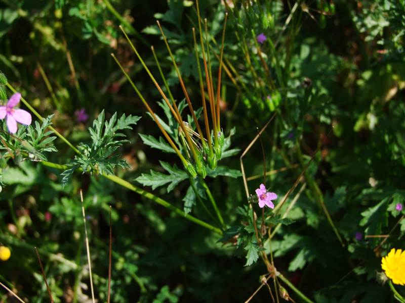 Изображение особи Erodium strigosum.