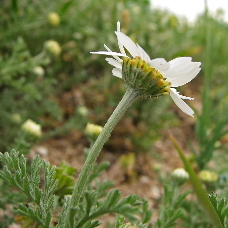 Image of Anthemis ruthenica specimen.