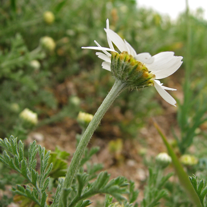 Изображение особи Anthemis ruthenica.