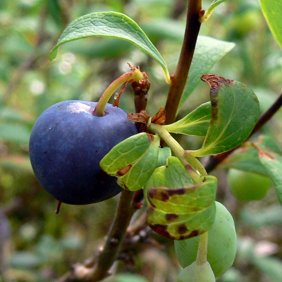 Изображение особи Vaccinium uliginosum.