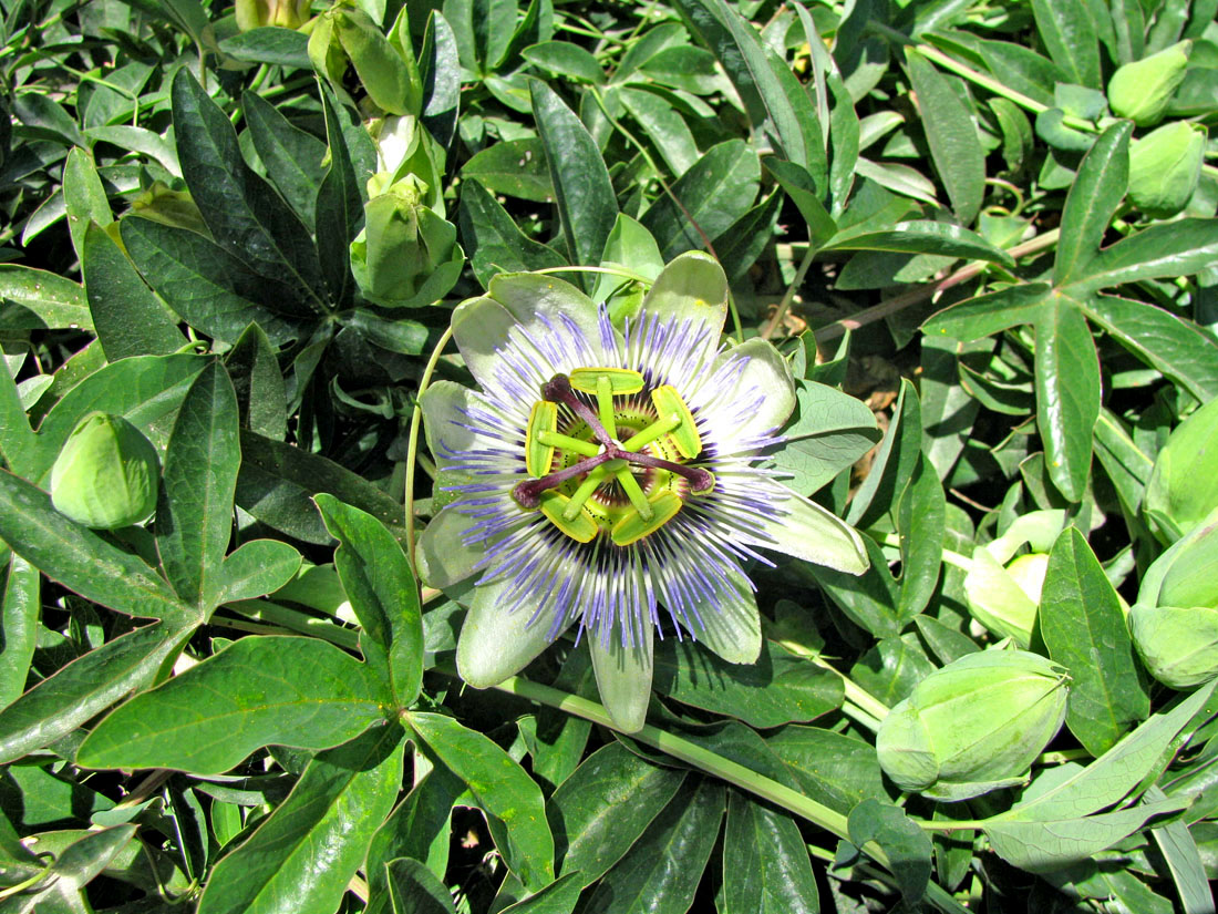 Изображение особи Passiflora caerulea.