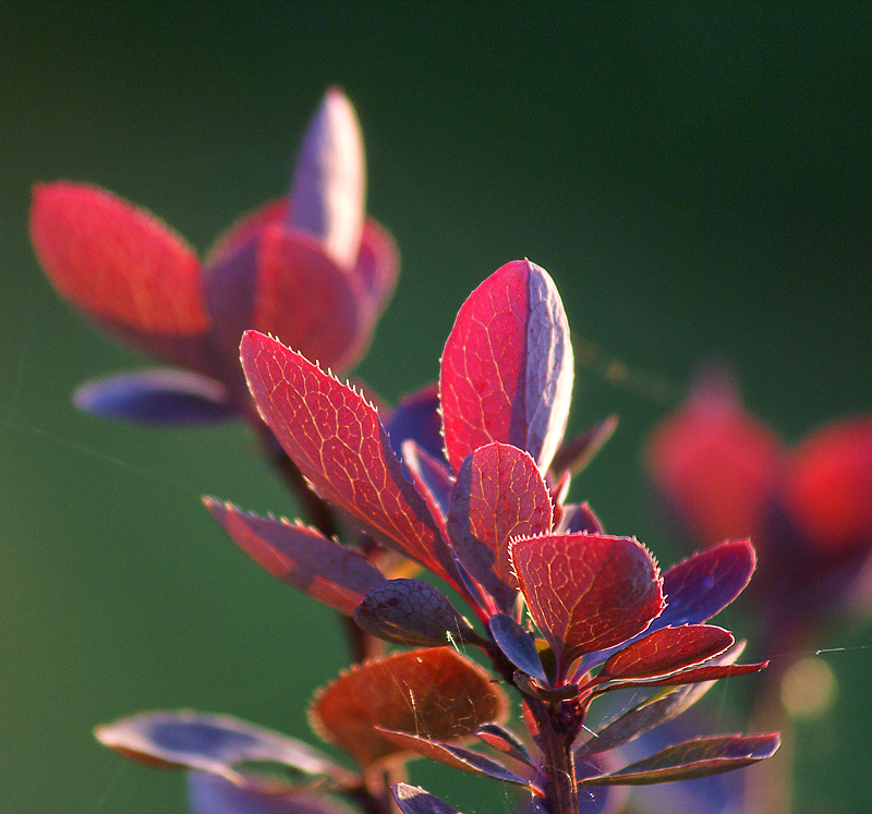 Image of Berberis vulgaris specimen.