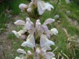 Phlomoides kurpsaica