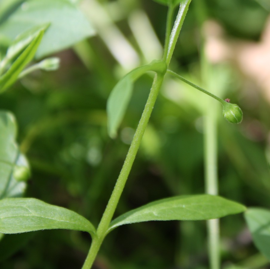 Изображение особи Omphalodes scorpioides.