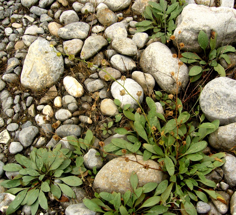Image of Paracaryum turcomanicum specimen.
