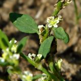 Polygonum arenastrum. Часть побега с соцветиями. Смоленская обл., Смоленский р-н, окр. пос. Каспля. 26.08.2011.