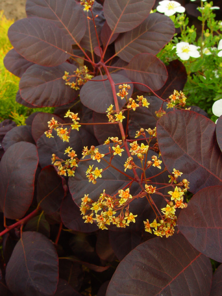 Image of Cotinus coggygria specimen.