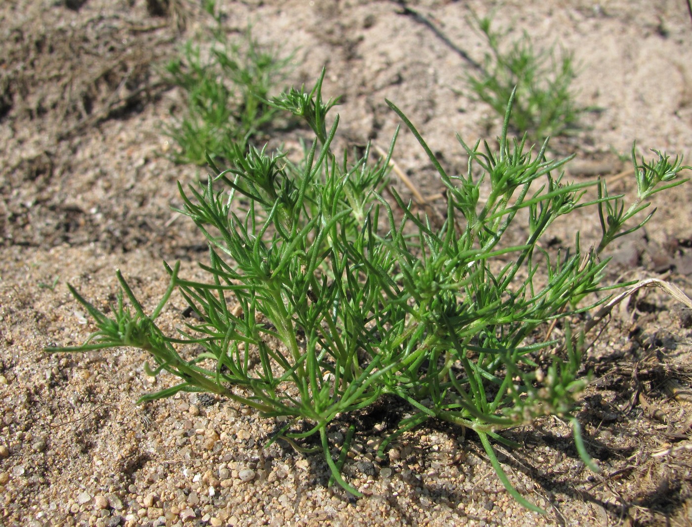 Изображение особи Scleranthus annuus.