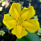 Nymphoides peltata