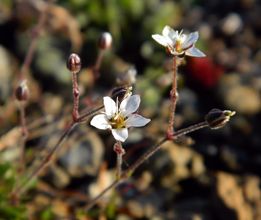 Image of Minuartia uralensis specimen.