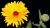 Calendula officinalis