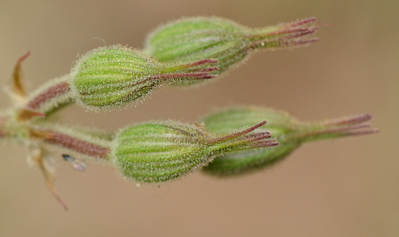 Image of Erodium gruinum specimen.