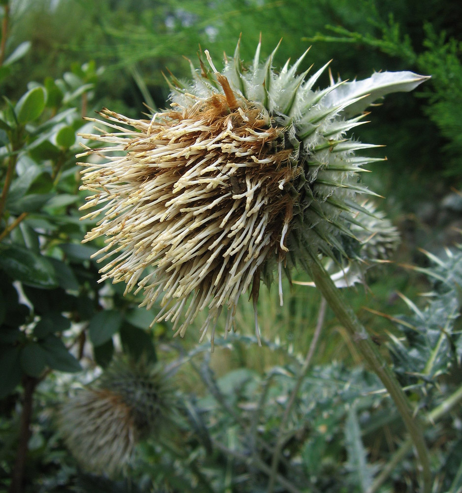 Image of Alfredia nivea specimen.