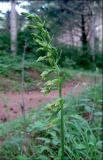 Epipactis persica. Соцветие. Крым, окр. Ялты, гора Лапата, сосновый лес. 9 июля 2011 г.