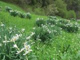 Narcissus angustifolius