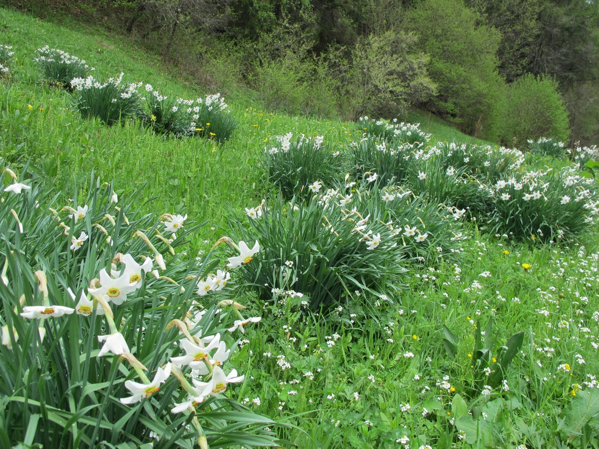 Изображение особи Narcissus angustifolius.