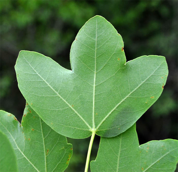 Image of Acer ibericum specimen.