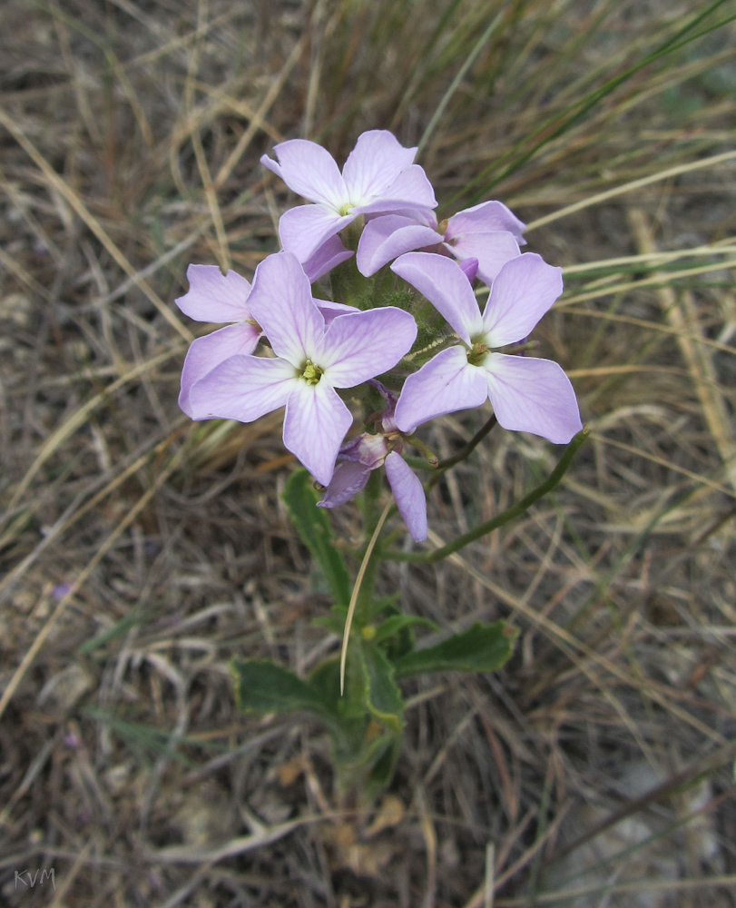 Image of Clausia aprica specimen.