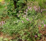 Vicia elegans