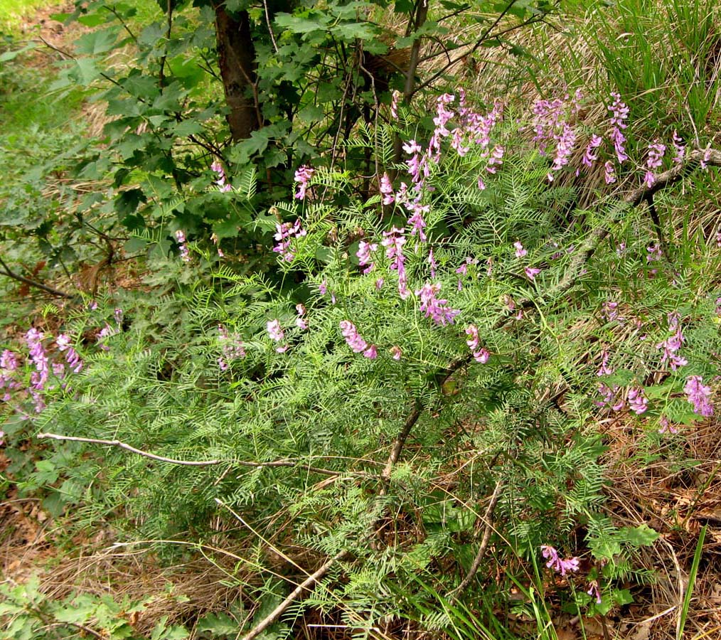 Image of Vicia elegans specimen.