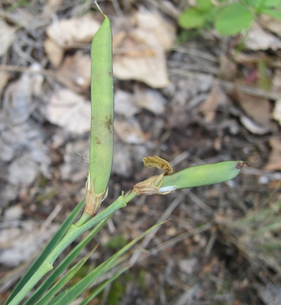 Image of Lathyrus multijugus specimen.